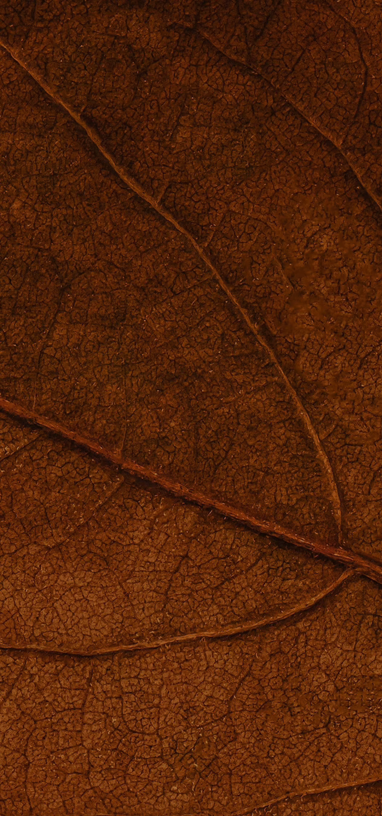 sienna texture detail